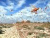 Locusts Swarms in India and the Coming Food Crisis