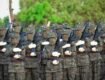 Asymmetric Conflict in South Asia: The Murking Danger