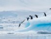 Melting of Polar Regions and Implications for the Blue  Economy