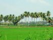 Water and Sustainable Agriculture in Sri Lanka