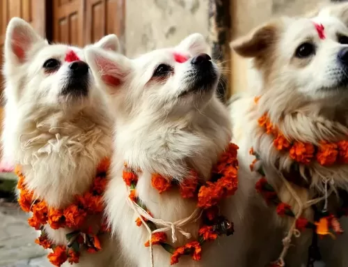 Kukur Tihar (Dog’s Day): Can it be Nepal’s Soft Power?