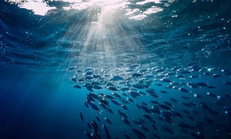 Investigating the Potential for Blue Economy for Sustainable Development in the IORA