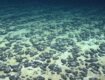 The Game of Cobalt Mining in the Indian Ocean Region